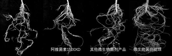 一种复配微生物菌剂及其制备方法与流程