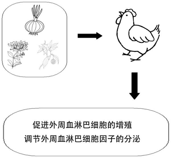 一种提高鸡群免疫的中药复合物