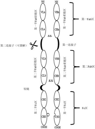 可活化多特异性抗原结合蛋白复合物的制作方法