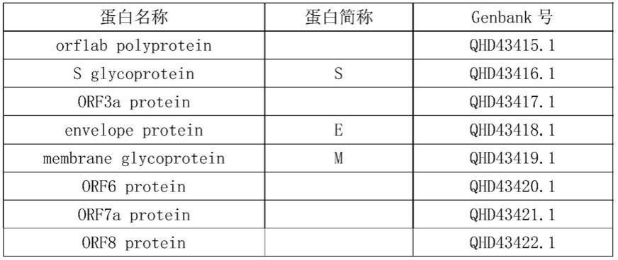 新冠病毒的N抗原特定表位及其应用