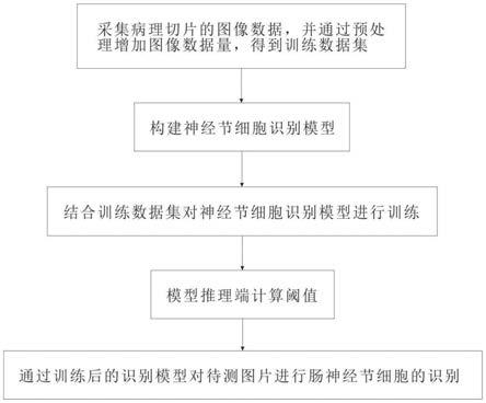 一种基于CE-Net算法的肠神经节细胞术前识别方法