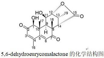 5,6-dehydroeurycomalactone在制备抗登革病毒药物的应用的制作方法