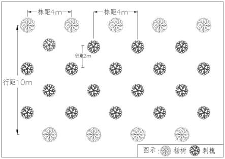 一种豫东平原沙区杨树低产林改培大径级木材的方法与流程