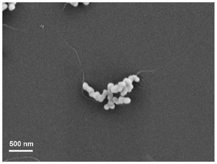 一种磷酸锰矿化药物纳米药物复合材料及其制备方法和应用