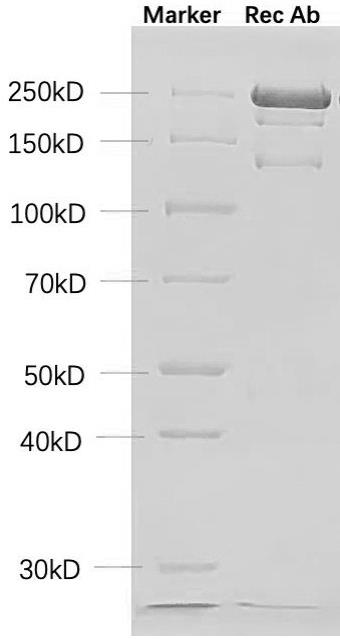 抗CA724抗体或其抗原结合片段及其制备方法和应用与流程