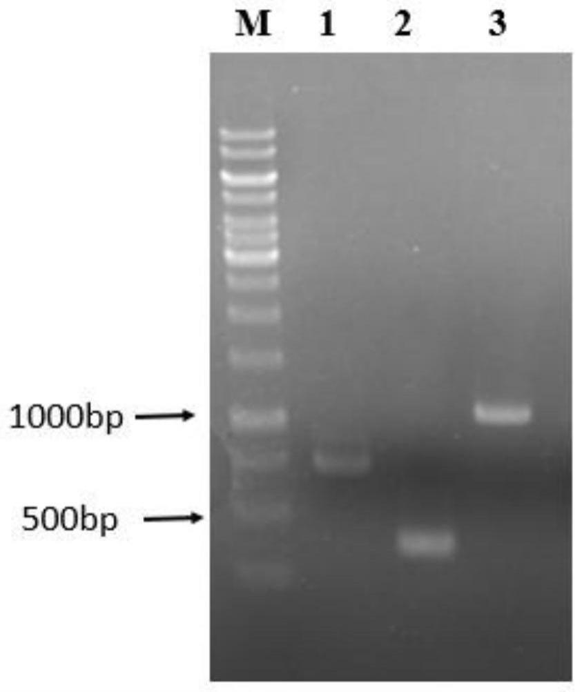 基于分子对接的PAP的高特异性的偶联酶YND突变体、方法和应用