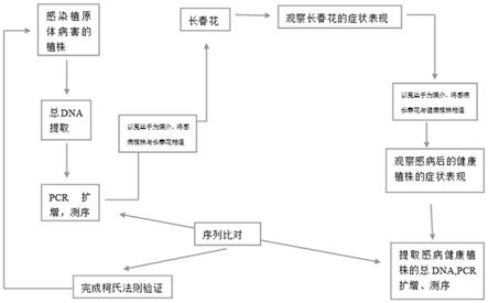 植原体病害的柯氏法则验证方法