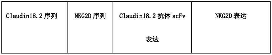 靶向人Claudin18.2和NKG2DL的嵌合抗原受体细胞及其制备方法和应用与流程