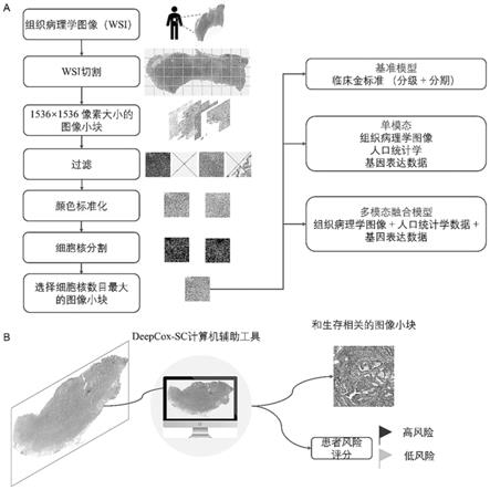 基于组织病理学图像和基因表达数据的胃癌患者生存风险预测方法