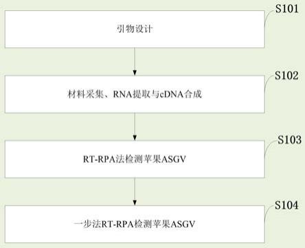 一种基于RT-RPA-LFD技术快速检测苹果茎沟病毒的方法