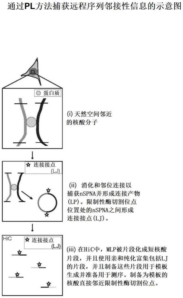 用于增强基因组覆盖和保持空间邻近的邻接性的方法和组合物与流程