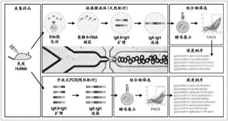 抗CTLA-4结合蛋白及其使用方法与流程