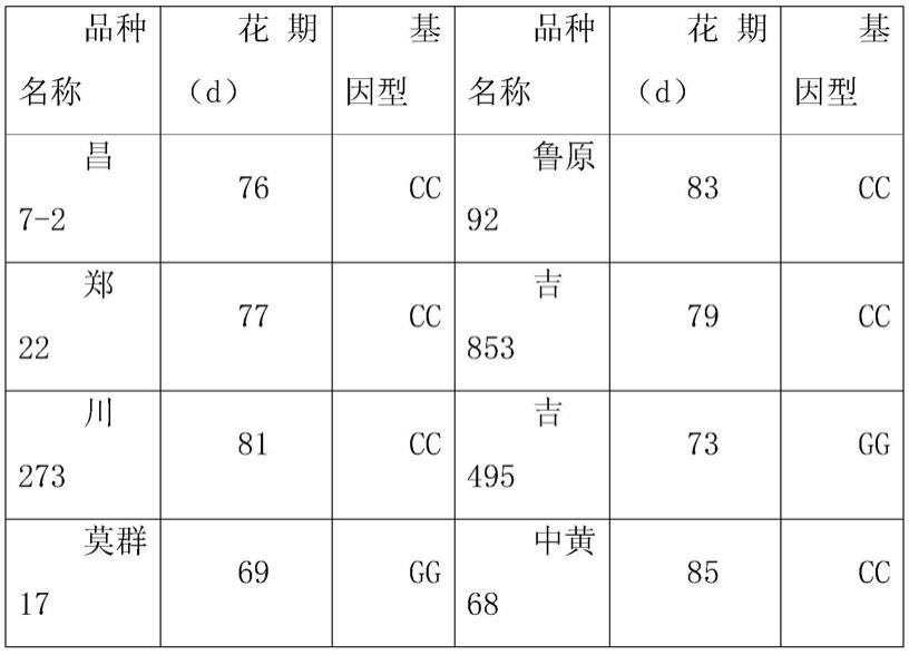 玉米花期基因的SNP分子标记的开发及应用