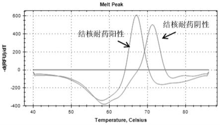 结核分枝杆菌链霉素耐药突变检测方法及检测试剂盒与流程