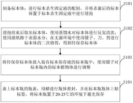 一种绿色植物浸制标本的制作方法与流程