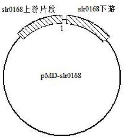 用于合成橄榄醇酸的构建体，载体和蓝细菌以及在蓝细菌中生产橄榄醇酸的方法与流程