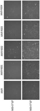 包含变异的AAV9衣壳蛋白的重组腺相关病毒颗粒的制作方法