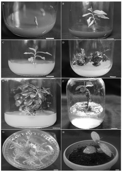 一种以茶树带腋芽茎段为外植体建立高效快繁体系的方法