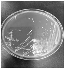 乳酸片球菌DY15及其应用、饲料及其制备方法与流程