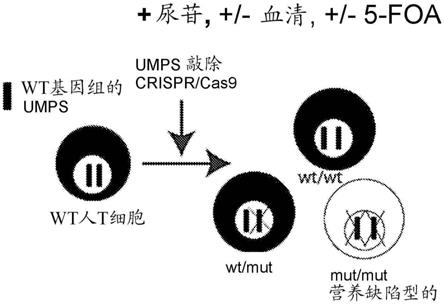 使用营养缺陷型可调控细胞的方法和组合物