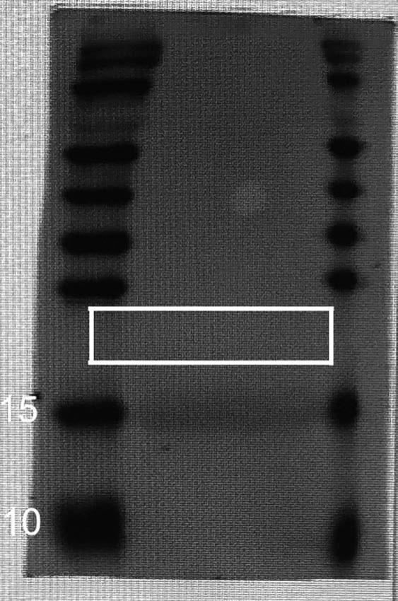 一种幽门螺杆菌CD4