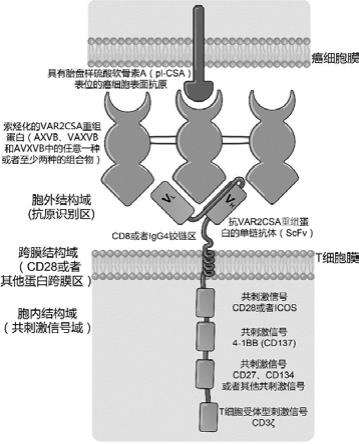 一种索烃化的VAR2CSA重组蛋白及其制备方法和应用与流程