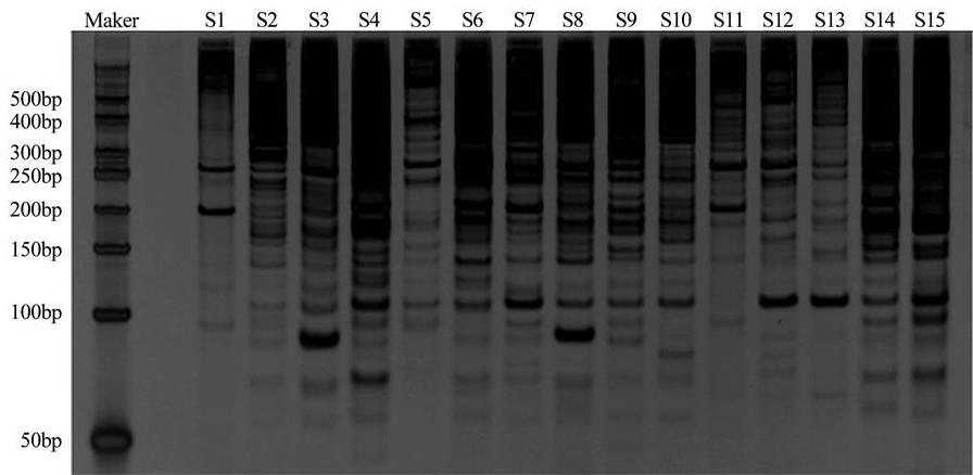 一种淫羊藿的DNA条形码、引物对及其应用的制作方法