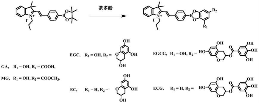 一种用于检测识别茶多酚的探针及其制备方法和应用