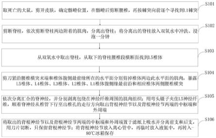 一种适合于大鼠背根神经节DRG的取材方法