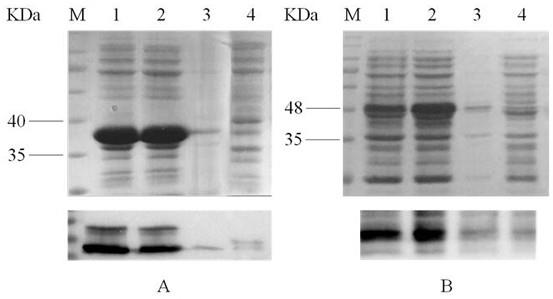 猪圆环病毒3型Cap重组蛋白、其编码基因及在ELISA抗体检测中的应用