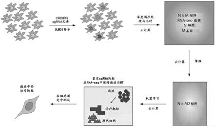 用于治疗RAS突变体癌症的组合物和方法与流程