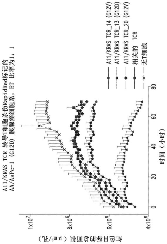 RAS新抗原特异性结合蛋白及其用途的制作方法