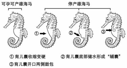 促进停产灰海马雄性亲鱼复产的养殖方法与流程