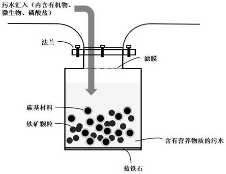 一种基于管网蓝铁石捕获器的污水磷回收方法