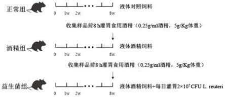 罗伊氏乳杆菌在制备预防和/或治疗酒精性肝病的药物中的应用