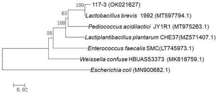 一株具有α-葡萄糖苷酶高抑制活性的短乳杆菌及其应用的制作方法