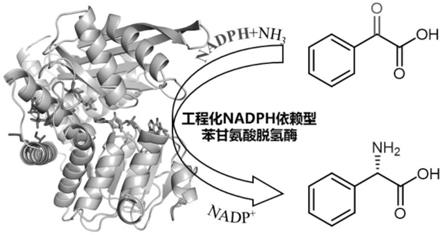 工程化NADPH依赖型苯甘氨酸脱氢酶及其应用