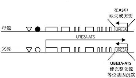 UBE3A基因和表达盒及其应用