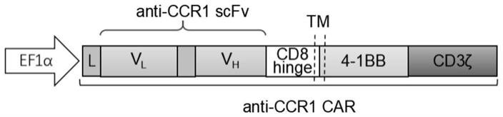 靶向CCR1的嵌合抗原受体及其应用的制作方法