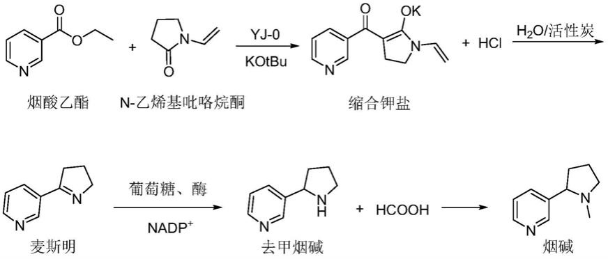 烟碱的制备方法与流程