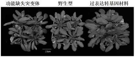 一种调控花青素合成及开花时间的基因HIGD2、蛋白及其应用