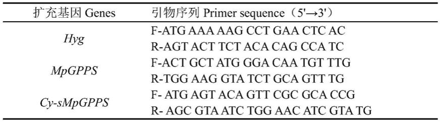 一种Cy-sMpGPPS基因以及利用萜类代谢调控促进林木生长的方法