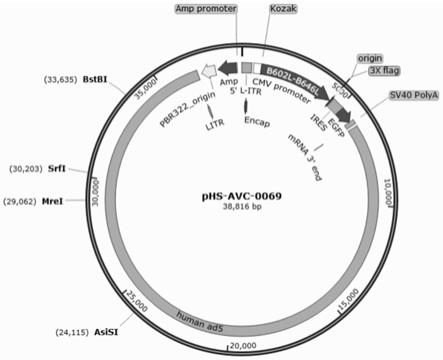 表达非洲猪瘟病毒B602L-B646L蛋白的重组腺病毒及构建方法