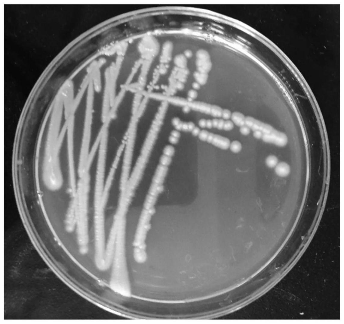 酵母浸出粉胨葡萄糖琼脂平板-环凯微生物官网