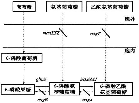 一种生产N-乙酰葡萄糖胺基因工程菌的构建及应用