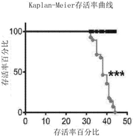 用于治疗脑白质营养不良的组合物和方法以及用于鉴定治疗脑白质营养不良的有效药物的完整动物和细胞模型与流程