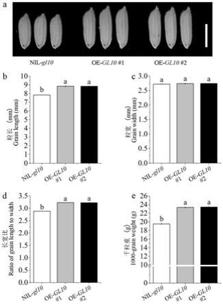 水稻粒长基因GL10等位基因的应用