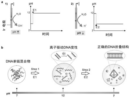 一种框架核酸的电化学制备方法及其应用