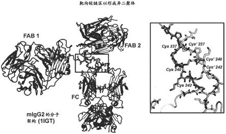 工程改造铰链区以驱动抗体二聚化的制作方法