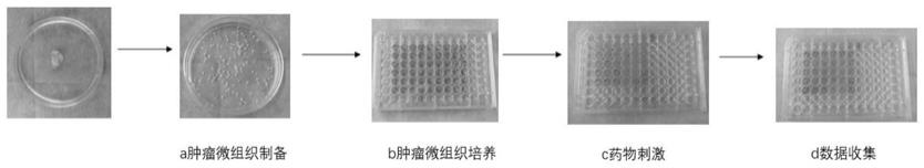 一种肿瘤组织匀浆液代血清微组织块个体化药敏检测方法与流程